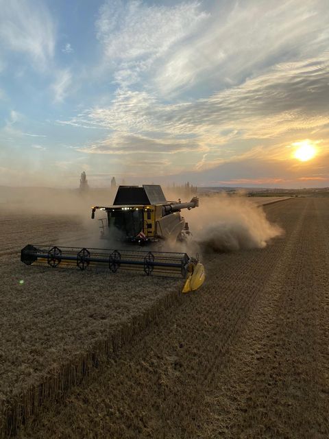Mähdrescher bei der Ernte im Sonnenuntergang