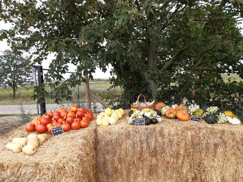 Kürbisse auf Strohballen am Verkaufsstand