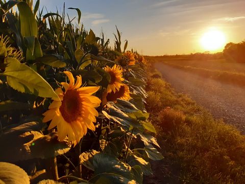 Sonnenblumenkerne