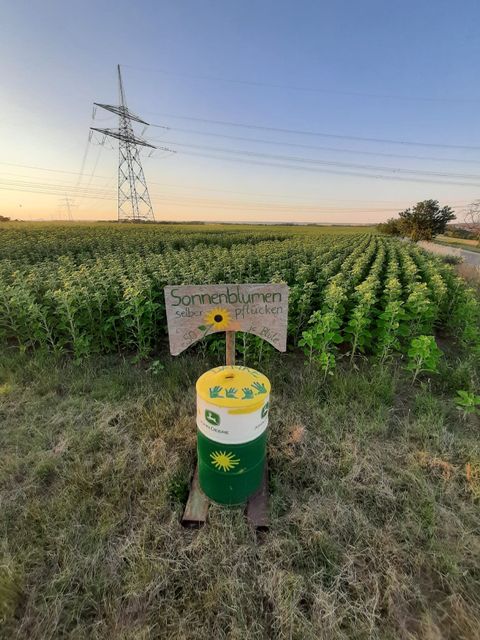 Sonnenblumen zum Selbstschneiden